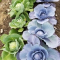 Purple and Green Cabbage