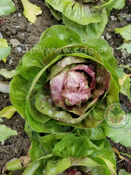 Flowering Cabbage