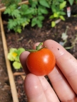Tomato from my garden