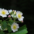 multifloral rose