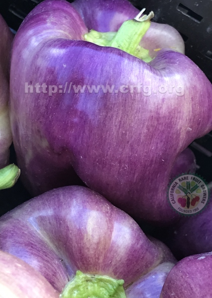 Peter Piper Picked a Peck of Purple Peppers