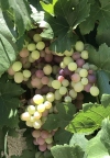 Colorful Ripening Grapes