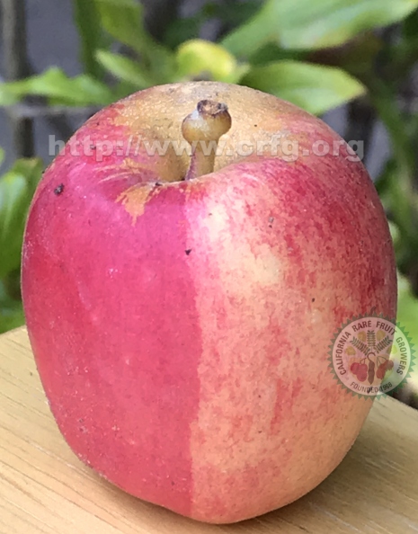 Wedge-Colored Apple