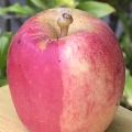 Wedge Colored Apple.jpeg