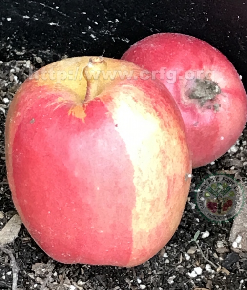 Wedge Colored Apples