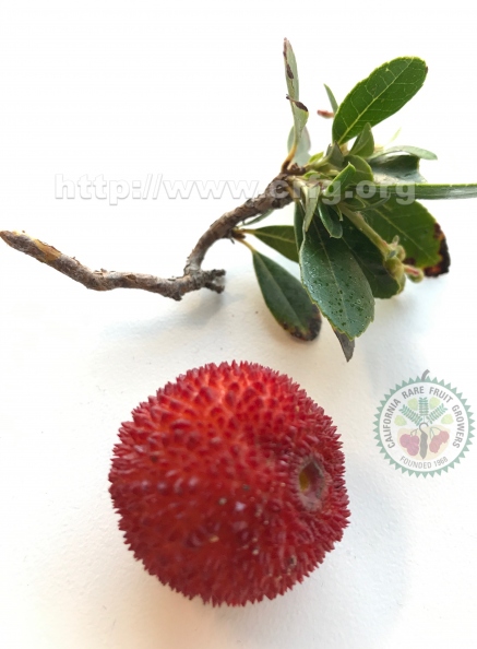 Strawberry Tree Fruit (Arbutus unedo)