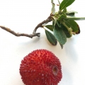 Strawberry Tree Fruit (Arbutus unedo)