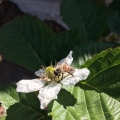 bee on blackberry flower.JPG