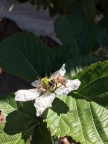 Bee Landing On Blackberry Flower