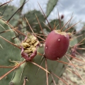 Ripe Prickly Pears from West Texas