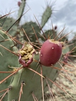 Ripe Prickly Pears from West Texas