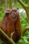 Wooden Eggplant