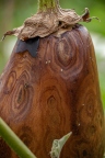 Wooden Eggplant