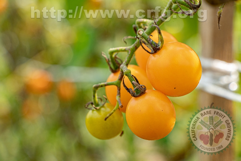 Cherry Tomato 1.jpg