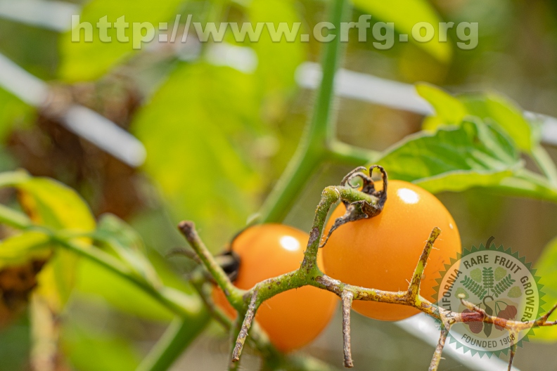 Cherry tomato 2.jpg