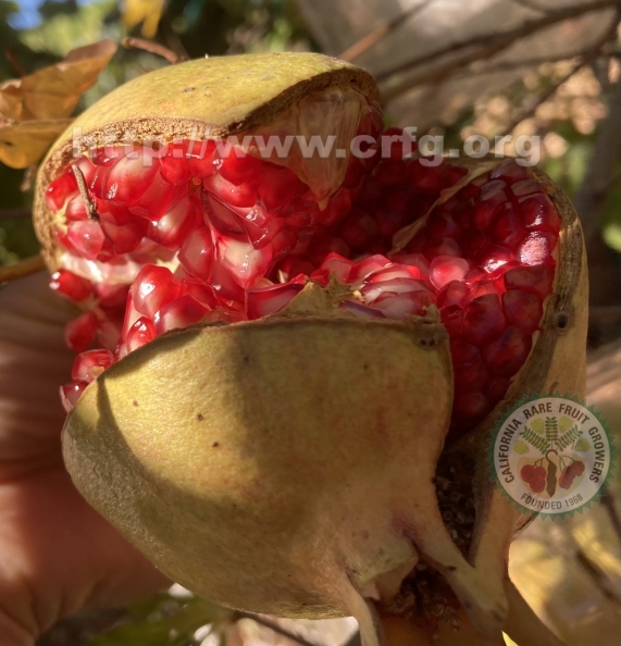 Ganesh Pomegranate - bursting with flavor.jpg