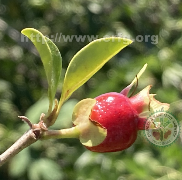 Cherry of the Rio Grande.jpg