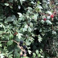 Blackberries in the Meadow