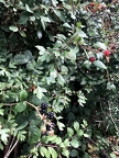 Blackberries in the Meadow