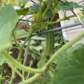 Garden Cucumbers