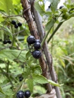 Delicious Garden Huckleberries (Solanum scabrum)