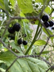 Delicious Garden Huckleberries (Solanum scabrum)