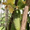 National Pickling Cucumbers