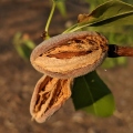 4th Place: Prunus dulcis 'Nonpareil'  Guy W. Ellis Scottsdale, AZ.