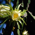 4th Place: Hylocereus (Dragon Fruit) flower Alice Ramirez  Fresno, CA.