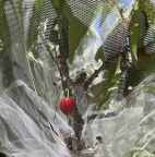 Cherry in Tulle