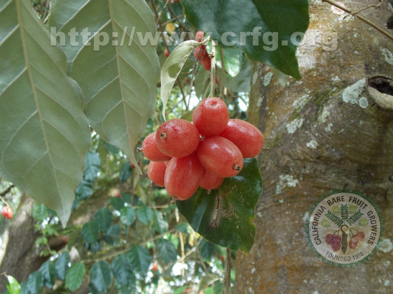 Jaboticaba small fruits