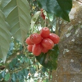 Jaboticaba small fruits