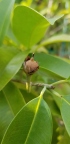 Tikal Sapodilla Fruit 