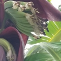Ice Cream Banana Flower Close up Picture