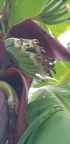 Ice Cream Banana Flower Close up Picture