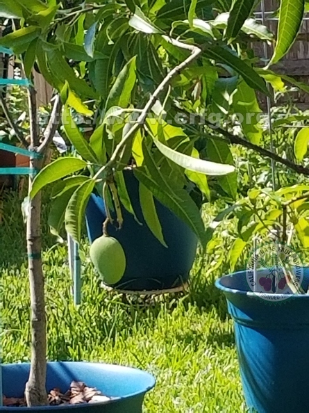 Mallika and Neelam Mango Growing in the Backyard 