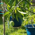 Mallika and Neelam Mango Growing in the Backyard 