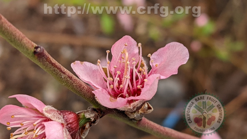 peach tree flower