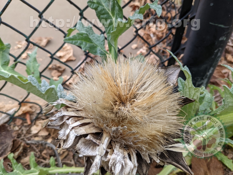 Dead Artichoke Flower 