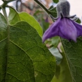 Eggplant Flower