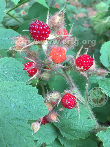 Ripening Wineberries.png