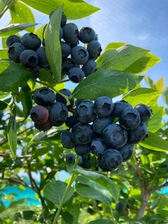 Blueberry Morning.jpg