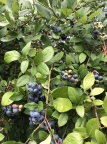 Blueberry Craze