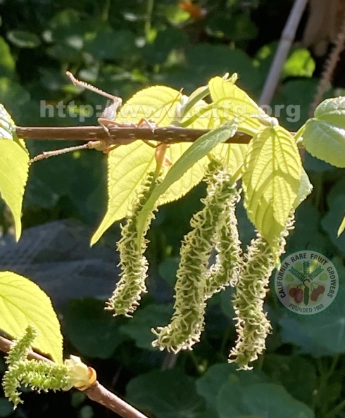 1 Himalayan mulberries with grasshopper playing “peek-a-boo”.jpg