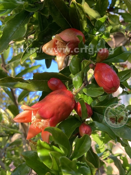 6 Ganesh Pomegranate buds and baby fruits.jpg