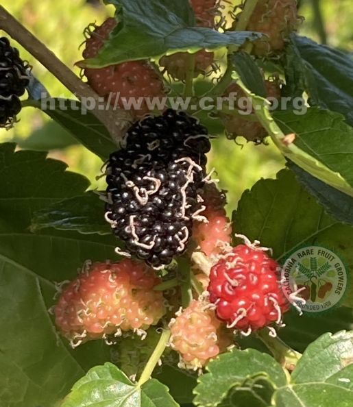 12 Dwarf Everbearing Mulberries .jpg
