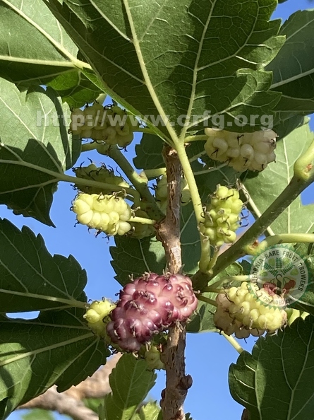 14 Black Oikos Mulberries  (from underneath the branch).jpg