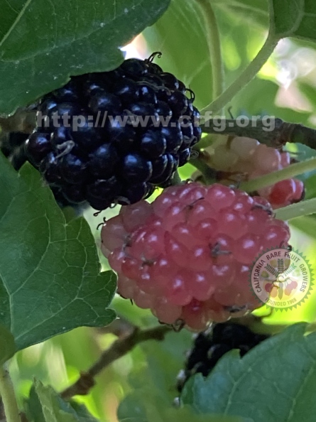 15 Dwarf Everbearing Mulberries (shaded).jpg