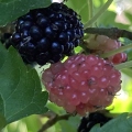15 Dwarf Everbearing Mulberries (shaded).jpg