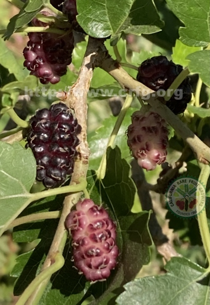 17 Black Oikos Mulberries (5).jpg